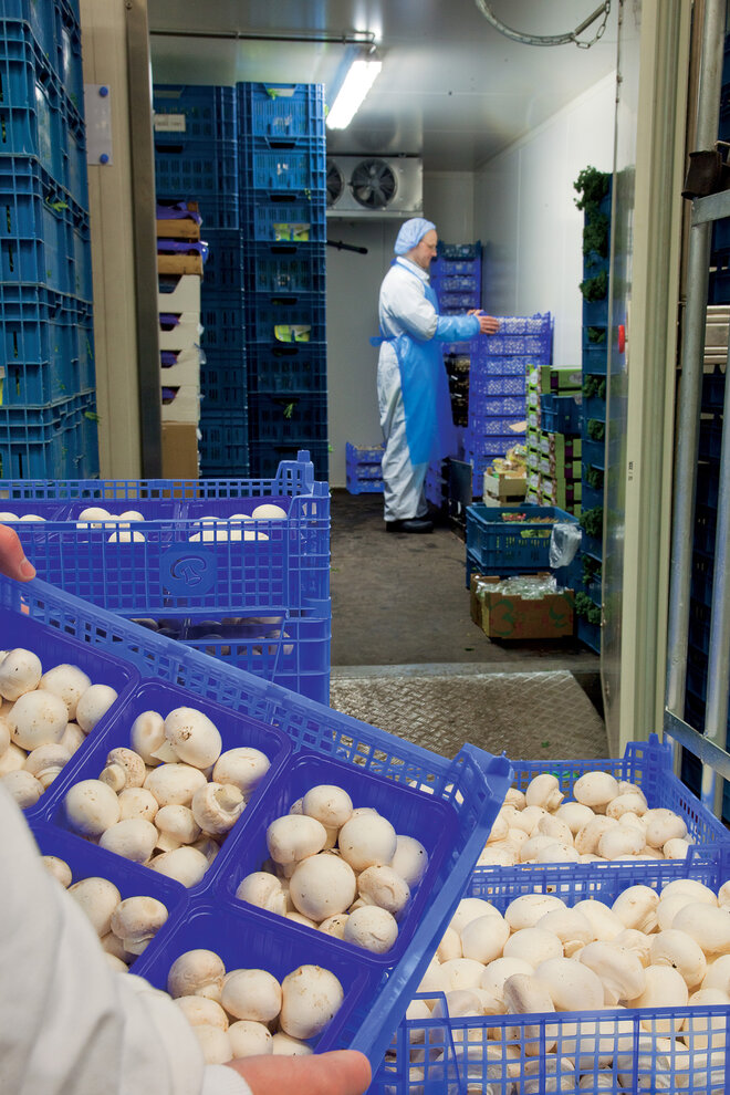 Paddenstoelen Koeling